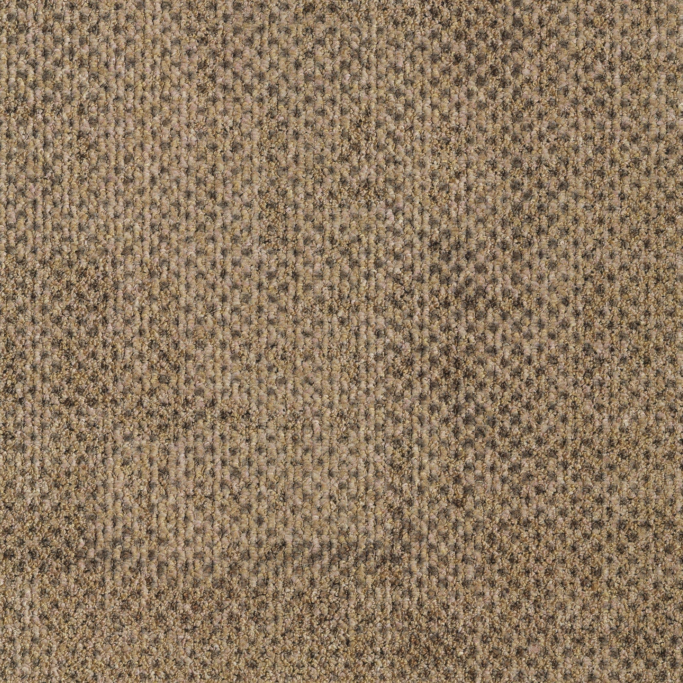 EGE REFORM TRANSITION SEED CAMEL 5500