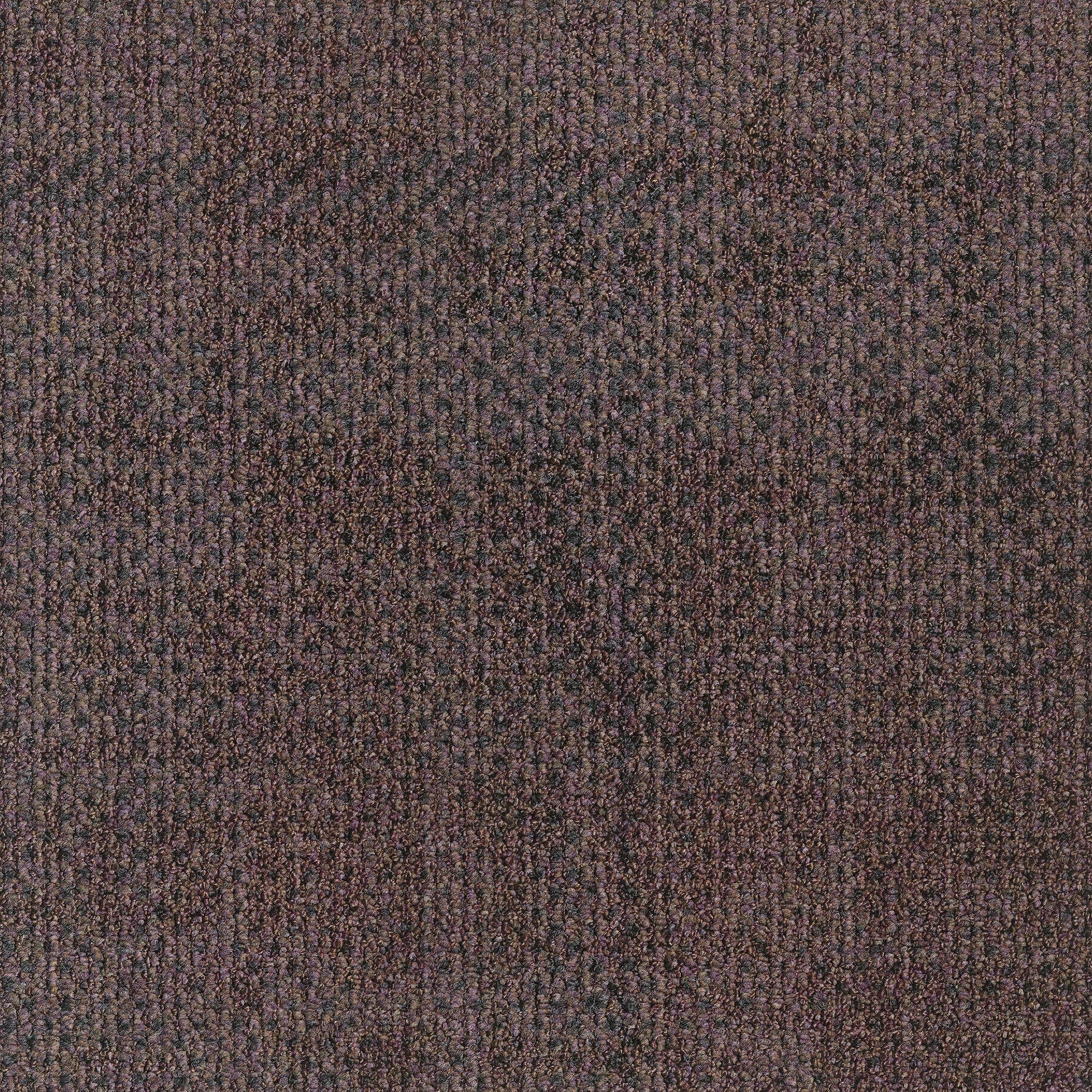 EGE REFORM TRANSITION SEED PURPLE 5500